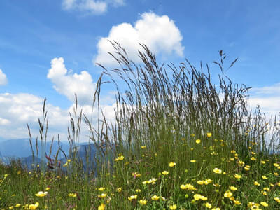 Gästebilder Sommer Bild 18