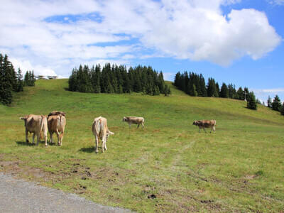 Gästebilder Sommer Bild 8